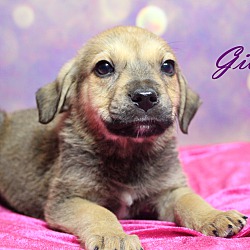 Thumbnail photo of Giblet~adopted! #1