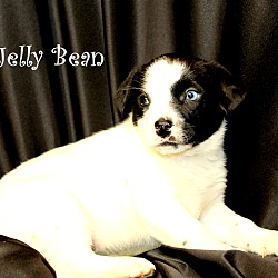 Thumbnail photo of Jelly Bean~adopted! #2