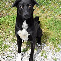 Cookeville / Putnam County Animal Shelter in Cookeville, Tennessee