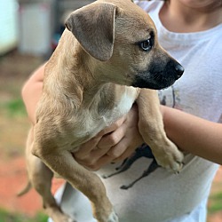 Newark, DE - Beagle. Meet Daisy a Pet for Adoption.