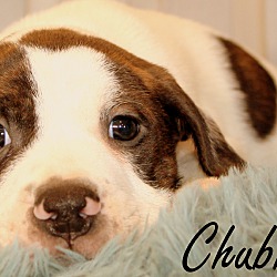 Thumbnail photo of Chubbs~adopted! #3