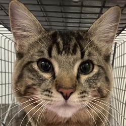 Photo of Lord Larthalemew