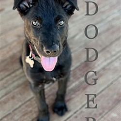 Thumbnail photo of Dodger #1