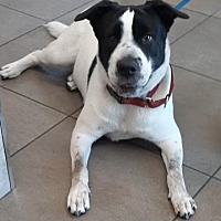 adopt a pet
