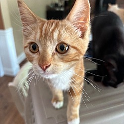 Thumbnail photo of Cheeto #1