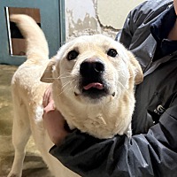 adopt a pet