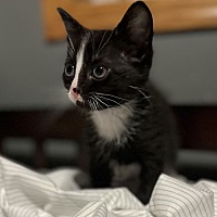 adopt a pet