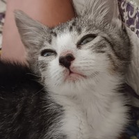 adopt-pet
