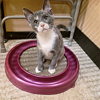 adopt a pet