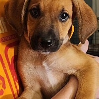 adopt a pet