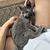 adopt a pet