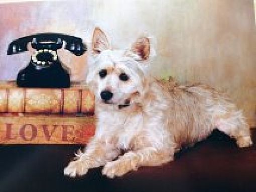 Salem Or Westie West Highland White Terrier Meet Gizmo A Pet For Adoption Adoptapet Com