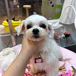 Photo of Tilly from Korea