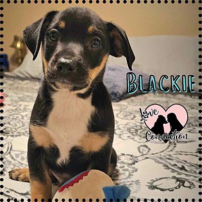 Gilbert, Az - Jack Russell Terrier Pit Bull Terrier. Meet Blackie A Pet 