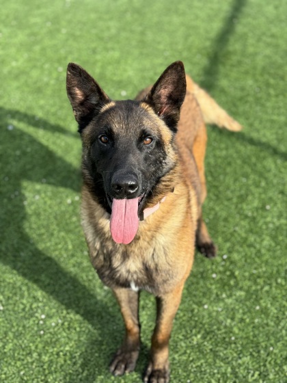 Fresno, Ca - Belgian Malinois. Meet Macho A Pet For Adoption 