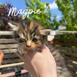 Thumbnail photo of Magpie #2