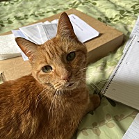 adopt a pet