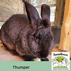 Thumbnail photo of Thumper #1