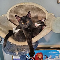 adopt-pet