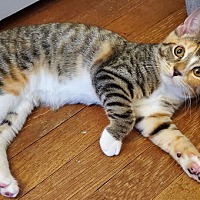 adopt a pet
