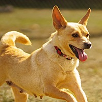 adopt a pet
