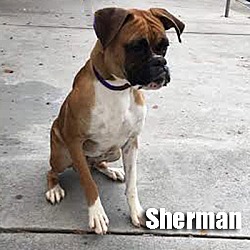 Thumbnail photo of Sherman #2