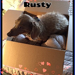 Thumbnail photo of Rusty #4