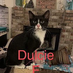 Photo of Dulcie