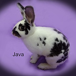 Photo of Java