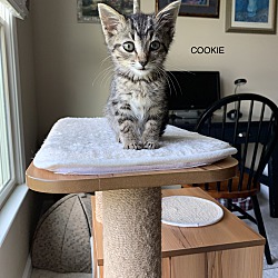 Thumbnail photo of COOKIE #1