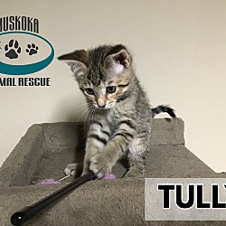 Photo of Tully - Rambunctious