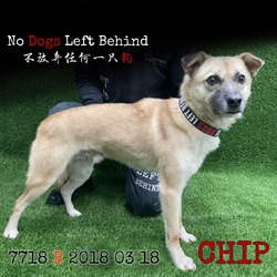 Photo of Chip 7718