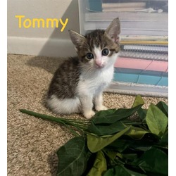 Photo of TOMMY