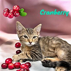 Photo of Cranberry