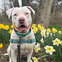 adopt a pet