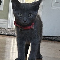 adopt a pet