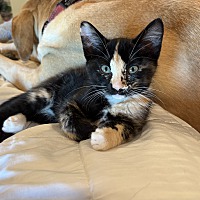 adopt a pet