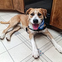 adopt a pet