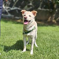 adopt-pet