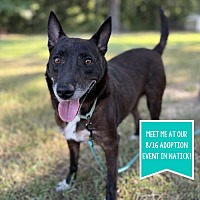 adopt a pet
