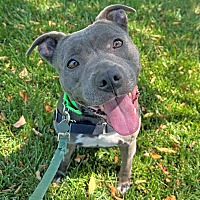 adopt a pet