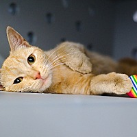 adopt a pet