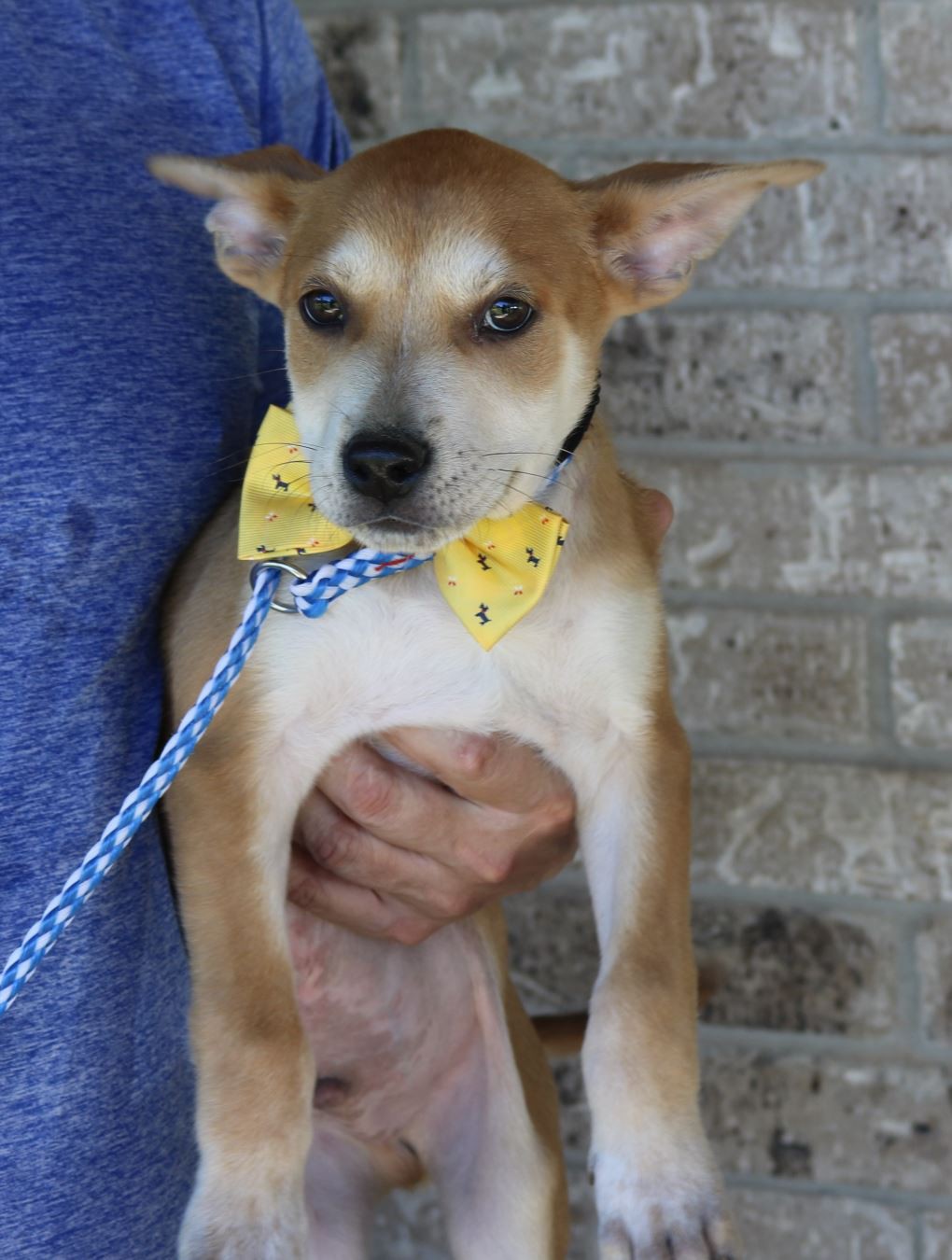 Olympia Wa Shiba Inu Meet Alex A Pet For Adoption