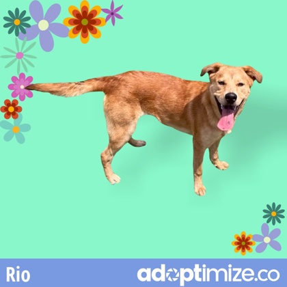 Thumbnail photo of Rio #3