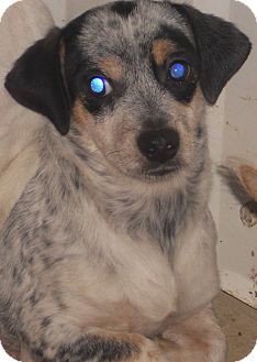 australian shepherd queensland heeler mix puppies queensland heeler x adopted puppy aloha or australian australian shepherd queensland heeler mix puppies queensland heeler x adopted puppy aloha or australian