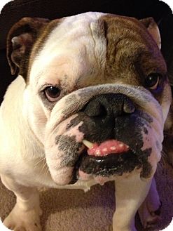 Chicago, IL - English Bulldog. Meet Chico a Pet for Adoption.