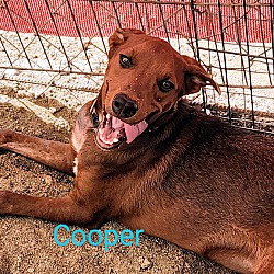 Photo of Cooper