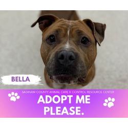 Photo of BELLA