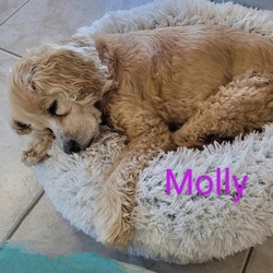 Thumbnail photo of Molly #3