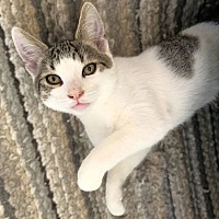 adopt-pet